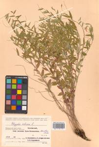 Истод сибирский L., Сибирь, Дальний Восток (S6) (Россия)