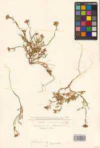 Морская горчица морская Scop., Восточная Европа, Южно-Украинский район (E12) (Украина)