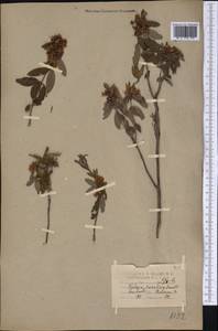 Kalmia angustifolia subsp. carolina (Small) A. Haines, Америка (AMER) (США)