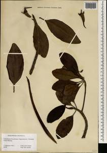 Ризофора мангле, Мангровое дерево L., Африка (AFR) (Гвинея)