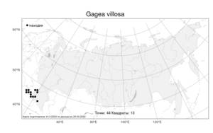 Gagea villosa, Гусиный лук мохнатый (M.Bieb.) Sweet, Атлас флоры России (FLORUS) (Россия)