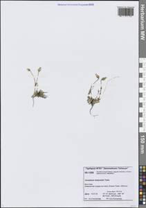 Ясколка Бялыницкого-Бирули Tolm., Сибирь, Центральная Сибирь (S3) (Россия)