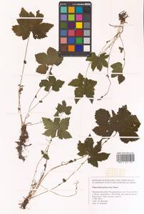 Таволга гладчайшая (Nakai) Nakai, Сибирь, Дальний Восток (S6) (Россия)