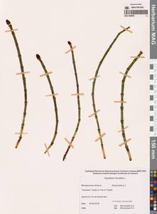 Хвощ приречный, Хвощ топяной L., Сибирь, Чукотка и Камчатка (S7) (Россия)