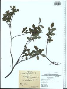 Ива черничная L., Восточная Европа, Центральный район (E4) (Россия)