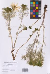 Горицвет весенний, Адонис весенний L., Восточная Европа, Центральный район (E4) (Россия)