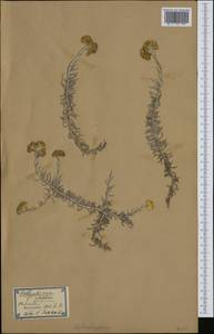 Helichrysum stoechas (L.) Moench, Западная Европа (EUR) (Испания)