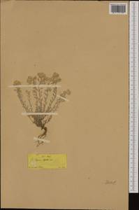 Odontarrhena alpestris (L.) Ledeb., Зарубежная Азия (ASIA) (Турция)