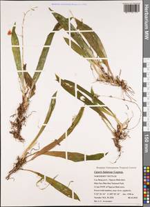 Liparis balansae Gagnep., Зарубежная Азия (ASIA) (Вьетнам)