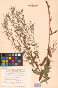 Epilobium adenocaulon × roseum, Восточная Европа, Московская область и Москва (E4a) (Россия)