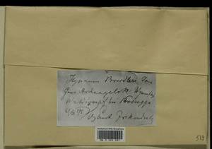 Calliergon richardsonii (Mitt.) Kindb. ex G. Roth, Гербарий мохообразных, Мхи - Архангельская и Вологодская области, Коми, Ненецкий АО (B7) (Россия)