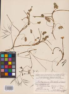Лютик водяной, Шелковник воляной L., Восточная Европа, Северный район (E1) (Россия)