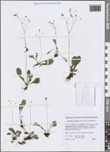 Камнеломка тычинковая (Schlothg. & Vorosch.) Tkach, Сибирь, Дальний Восток (S6) (Россия)