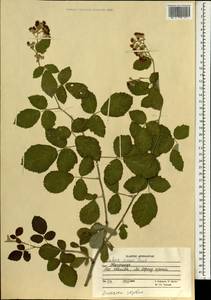 Rubus niveus Thunb., Зарубежная Азия (ASIA) (Афганистан)