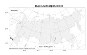 Bupleurum asperuloides, Володушка ясменниковая Heldr. ex Boiss., Атлас флоры России (FLORUS) (Россия)