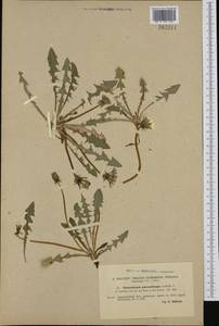 Taraxacum laceratum (Brenner) Brenner, Западная Европа (EUR) (Швеция)