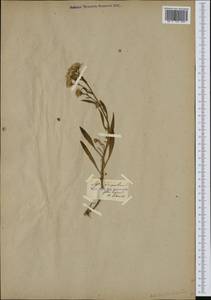 Солончковая астра паннонская, Триполиум солончаковый (Jacq.) Dobrocz., Западная Европа (EUR)