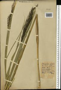 Тростник южный, Тростник обыкновенный (Cav.) Trin. ex Steud., Восточная Европа, Белоруссия (E3a) (Белоруссия)