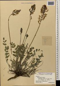 Астрагал крепкий Bunge, Кавказ, Армения (K5) (Армения)