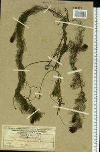 Пузырчатка обыкновенная L., Восточная Европа, Волжско-Камский район (E7) (Россия)