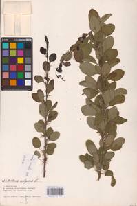 Барбарис обыкновенный L., Восточная Европа, Нижневолжский район (E9) (Россия)