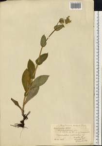 Володушка длиннолистная L., Восточная Европа, Восточный район (E10) (Россия)