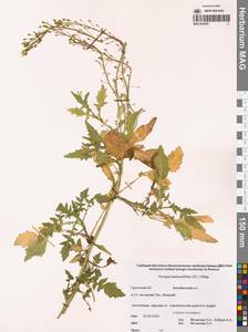 Жерушник сурепколистный (A.DC.) Kitag., Сибирь, Чукотка и Камчатка (S7) (Россия)