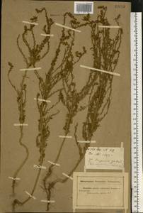 Sedobassia sedoides (Pall.) Freitag & G. Kadereit, Восточная Европа, Ростовская область (E12a) (Россия)