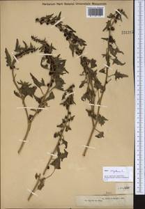 Blitum virgatum subsp. virgatum, Средняя Азия и Казахстан, Джунгарский Алатау и Тарбагатай (M5) (Казахстан)