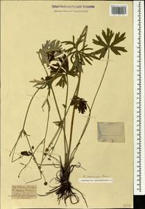 Ranunculus polyanthemos subsp. meyerianus (Rupr.) Elenevsky & Derv.-Sokol., Кавказ, Ставропольский край, Карачаево-Черкесия, Кабардино-Балкария (K1b) (Россия)
