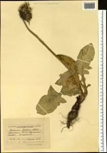 Dolomiaea frolowii (Ledeb.) Kasana & A. K. Pandey, Сибирь, Алтай и Саяны (S2) (Россия)