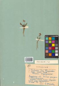 Viola multifida Willd. ex Roem. & Schult., Сибирь, Дальний Восток (S6) (Россия)