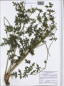 Xanthoselinum alsaticum subsp. venetum (Spreng.) Reduron, Charpin & Pimenov, Западная Европа (EUR) (Италия)