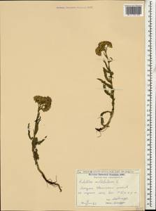 Тысячелистник обыкновенный L., Кавказ, Грузия (K4) (Грузия)