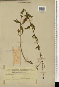 Вербена лекарственная L., Кавказ, Азербайджан (K6) (Азербайджан)