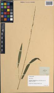 Leptaspis banksii R.Br., Зарубежная Азия (ASIA) (Филиппины)