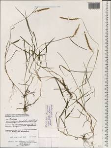 Dichanthium foveolatum (Delile) Roberty, Зарубежная Азия (ASIA) (Филиппины)