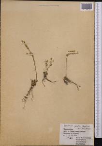 Rosularia glabra (Regel & C. Winkl.) A. Berger, Средняя Азия и Казахстан, Памир и Памиро-Алай (M2) (Таджикистан)