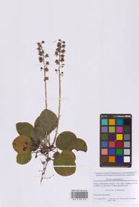 Грушанка круглолистная L., Восточная Европа, Московская область и Москва (E4a) (Россия)