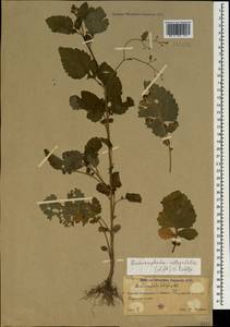 Дихроцефала цельнолистная (L. fil.) Kuntze, Кавказ, Абхазия (K4a) (Абхазия)