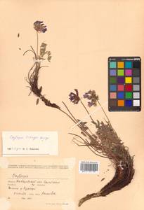 Остролодочник Тилинга Bunge, Сибирь, Дальний Восток (S6) (Россия)