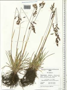 Мятлик альпийский L., Восточная Европа, Северный район (E1) (Россия)