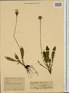 Кульбаба шершаволистная L., Кавказ, Северная Осетия, Ингушетия и Чечня (K1c) (Россия)