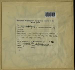Polytrichum commune Hedw., Гербарий мохообразных, Мхи - Москва и Московская область (B6a) (Россия)