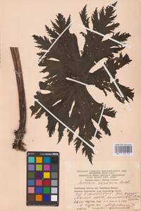 Борец северный Koelle, Восточная Европа, Восточный район (E10) (Россия)