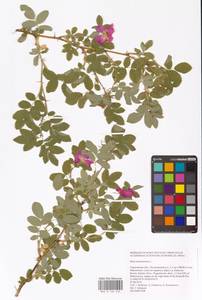 Шиповник майский Herrm., Восточная Европа, Нижневолжский район (E9) (Россия)