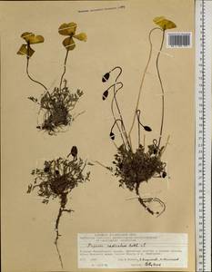 Oreomecon radicatum subsp. radicatum, Сибирь, Центральная Сибирь (S3) (Россия)