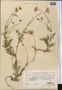 Richteria pyrethroides Kar. & Kir., Средняя Азия и Казахстан, Северный и Центральный Тянь-Шань (M4) (Казахстан)