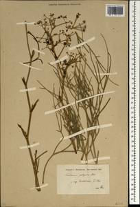 Leutea polyscias (Boiss.) Pimenov, Зарубежная Азия (ASIA) (Иран)