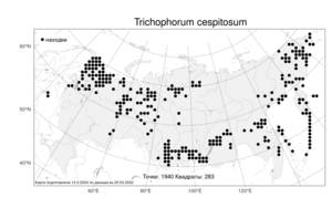 Trichophorum cespitosum, Пухонос дернистый (L.) Hartm., Атлас флоры России (FLORUS) (Россия)